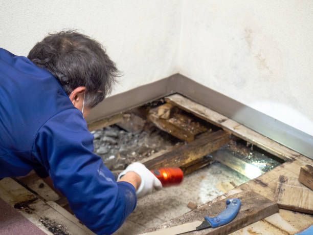 Best Crawl Space Mold Remediation in Glenarden, MD