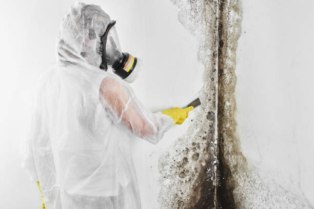 Best Health and Safety Mold Remediation in Glenarden, MD