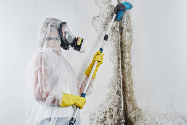 Best White Mold Remediation in Glenarden, MD