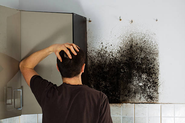 Best Black Mold Remediation in Glenarden, MD