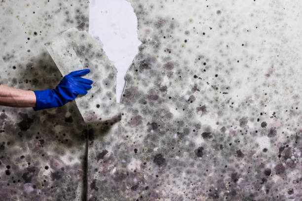 Professional Mold Remediation in Glenarden, MD